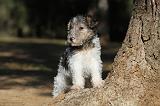 FOX TERRIER 444